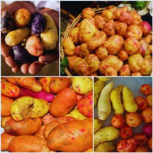 Potaje de olluko es un guiso que se hace con ollucos, un tubérculo andino de color rojo y blanco, que se corta en trozos y se cocina con carne, cebolla, ajo, ají y sal. Se acompaña con arroz o quinua. Es un plato sabroso y saludable.