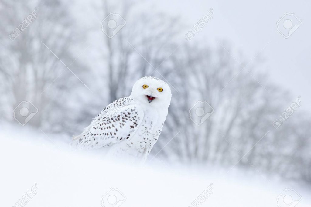 51632418 aves lechuza blanca que se sienta en la nieve en el habitat la escena de invierno con copos de