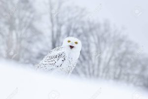 Blog 618 51632418 aves lechuza blanca que se sienta en la nieve en el habitat la escena de invierno con copos de